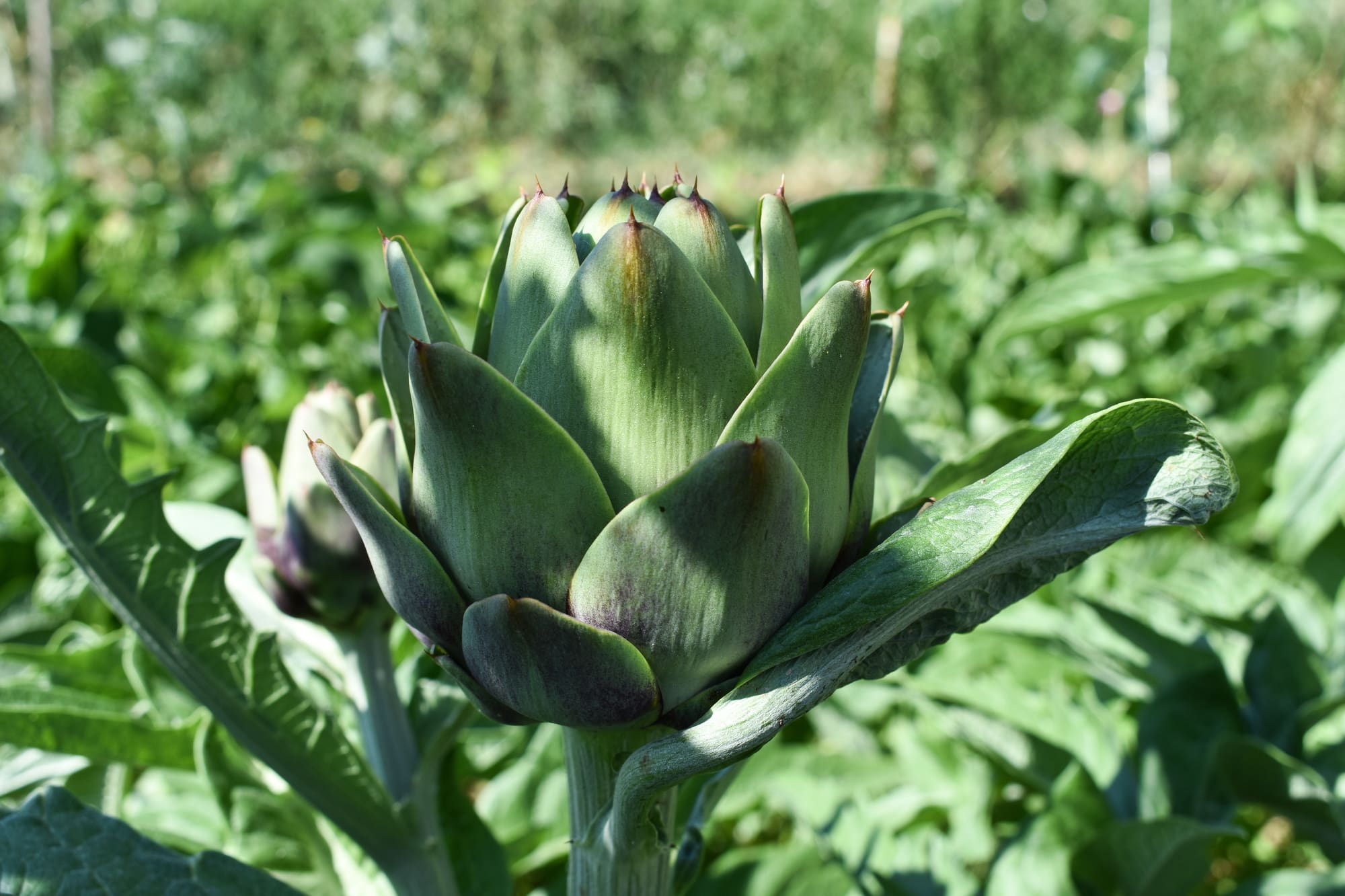 Artichoke