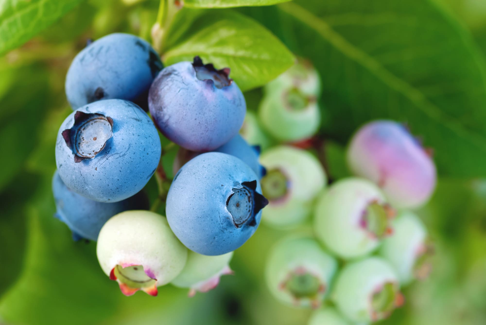 BLUEBERRIES