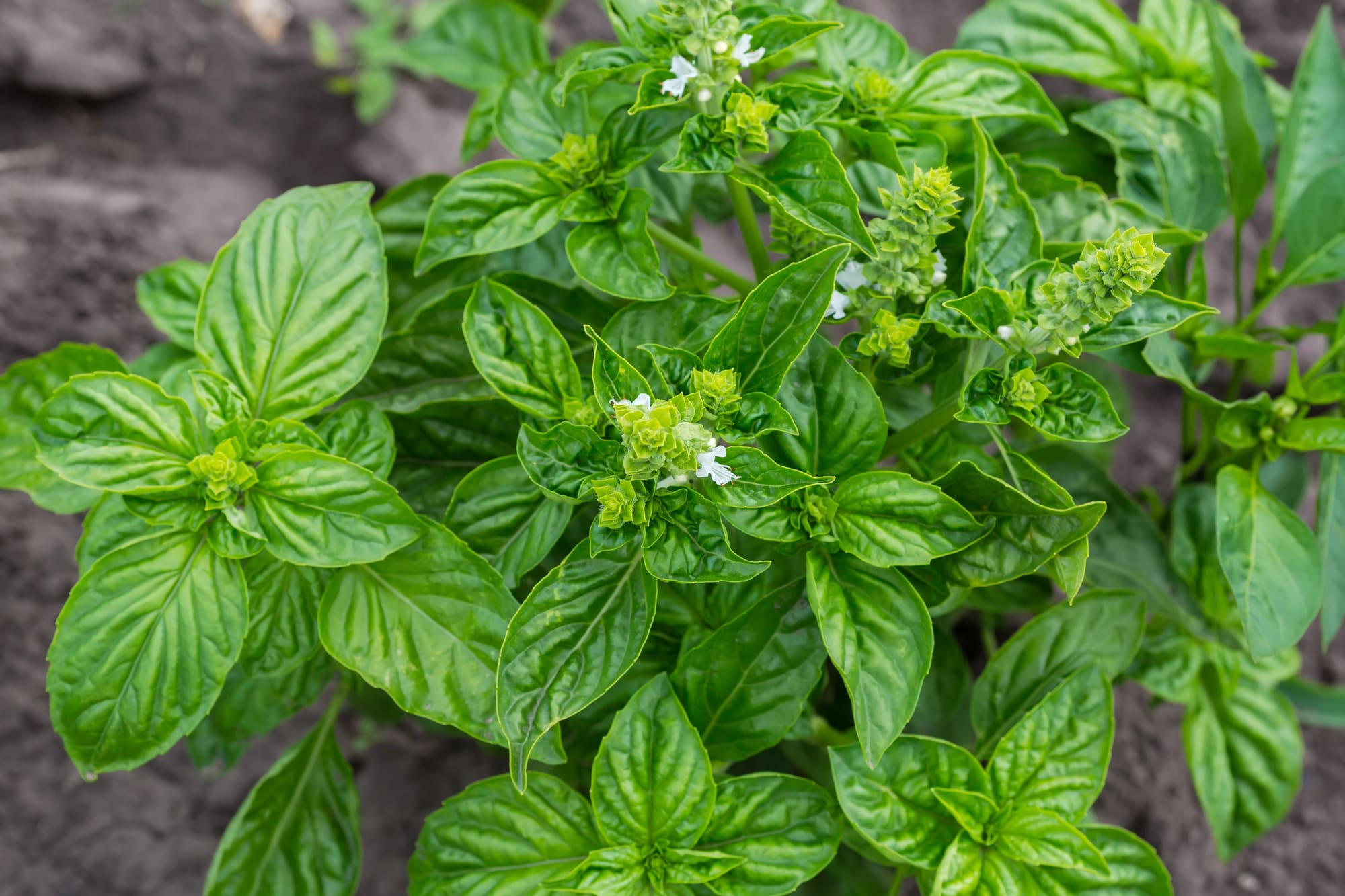 Basil
