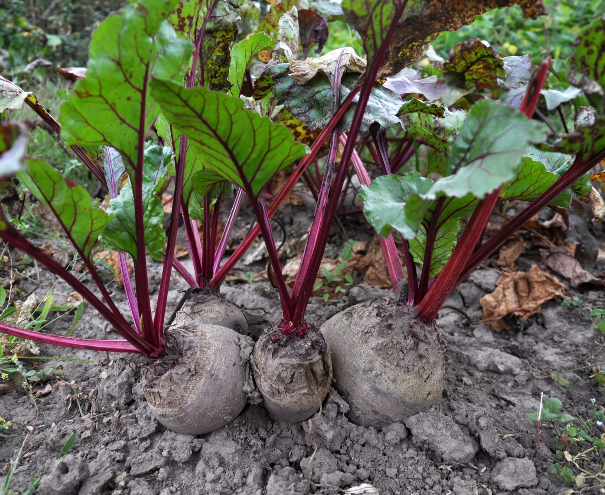Beets