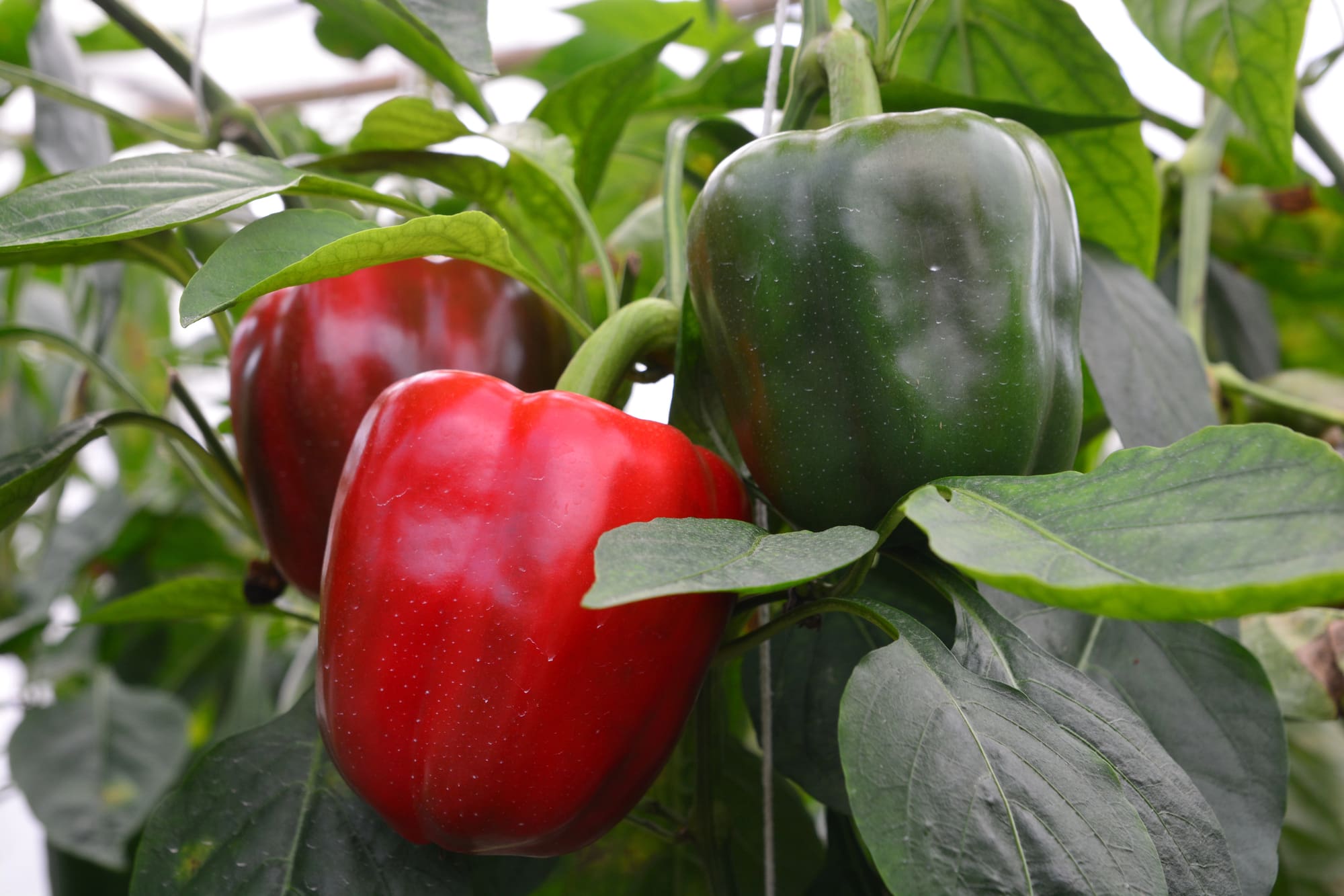Bell Peppers