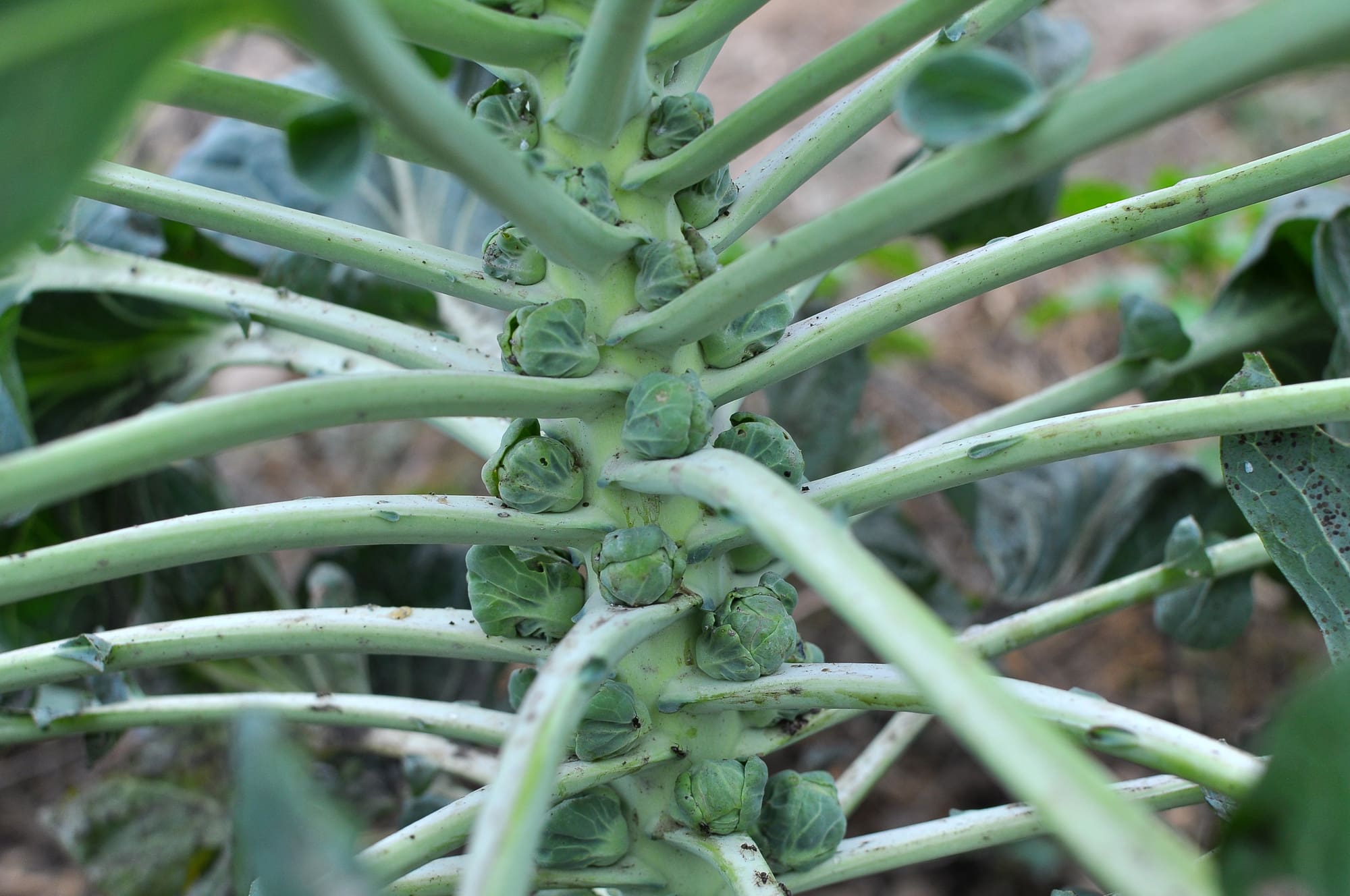 Brussel Sprout