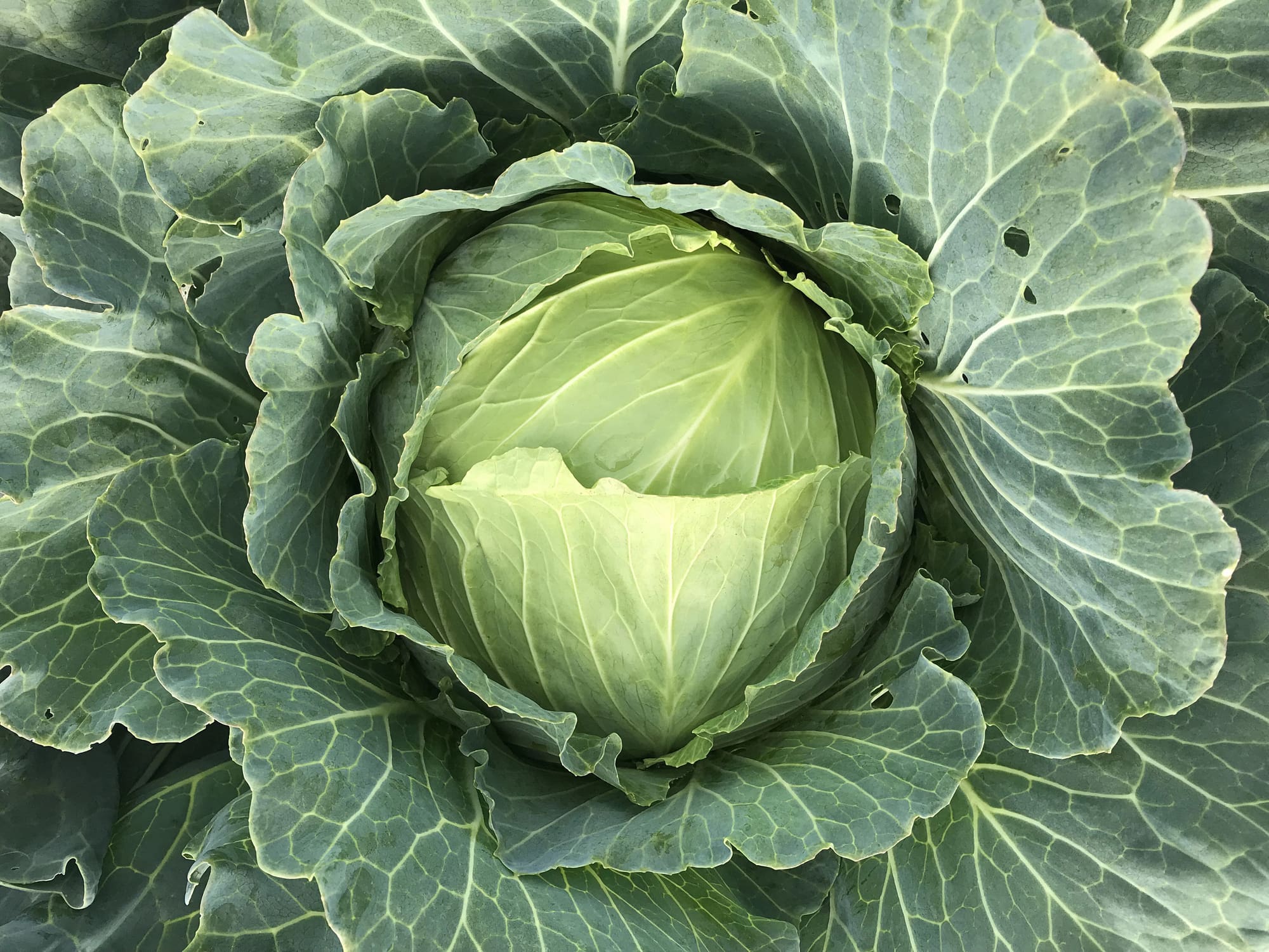 Cabbage Plant