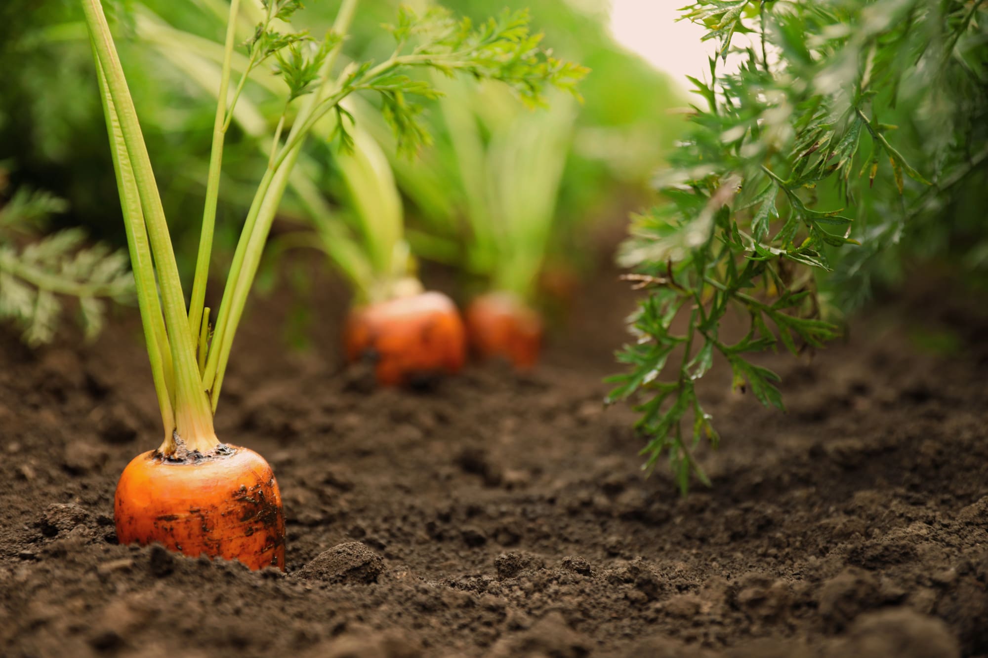 Carrots