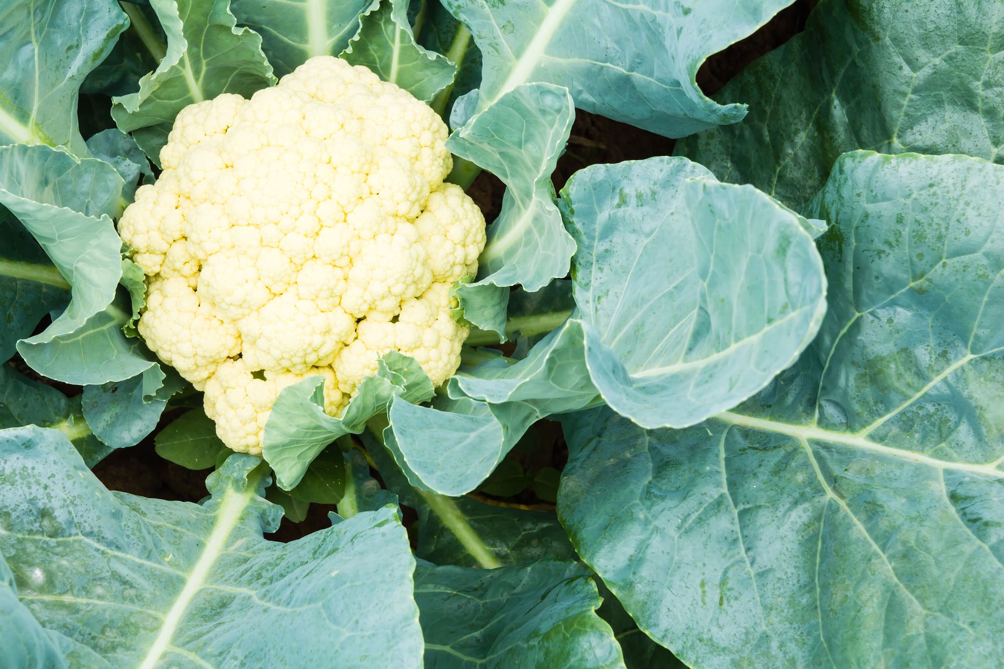 Cauliflower