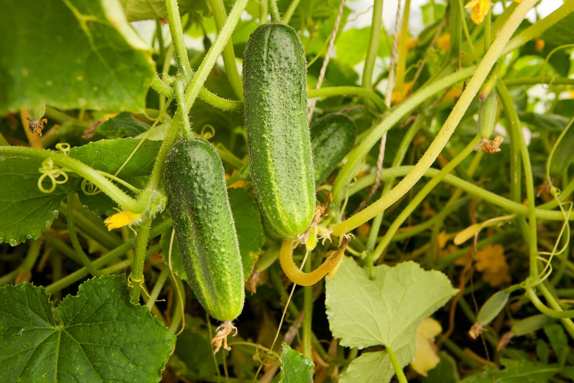 Cucumbers