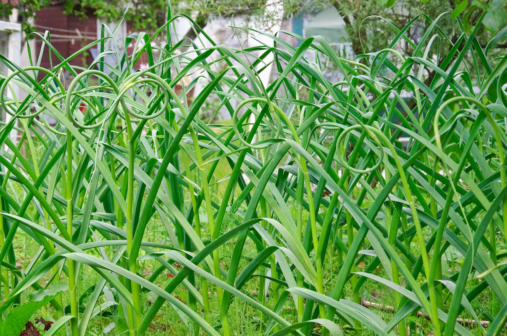 Garlic Scapes