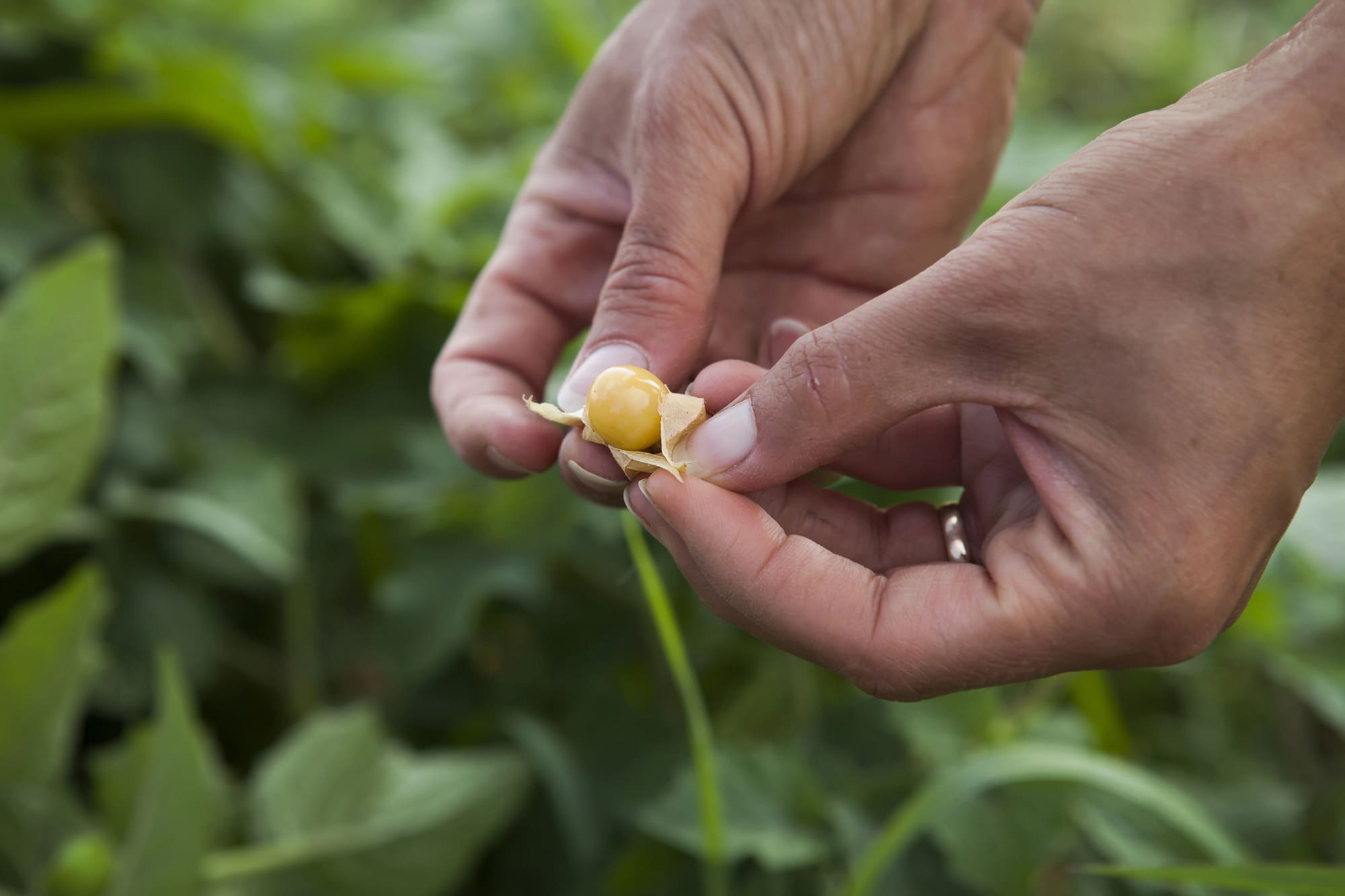 Ground Cherry