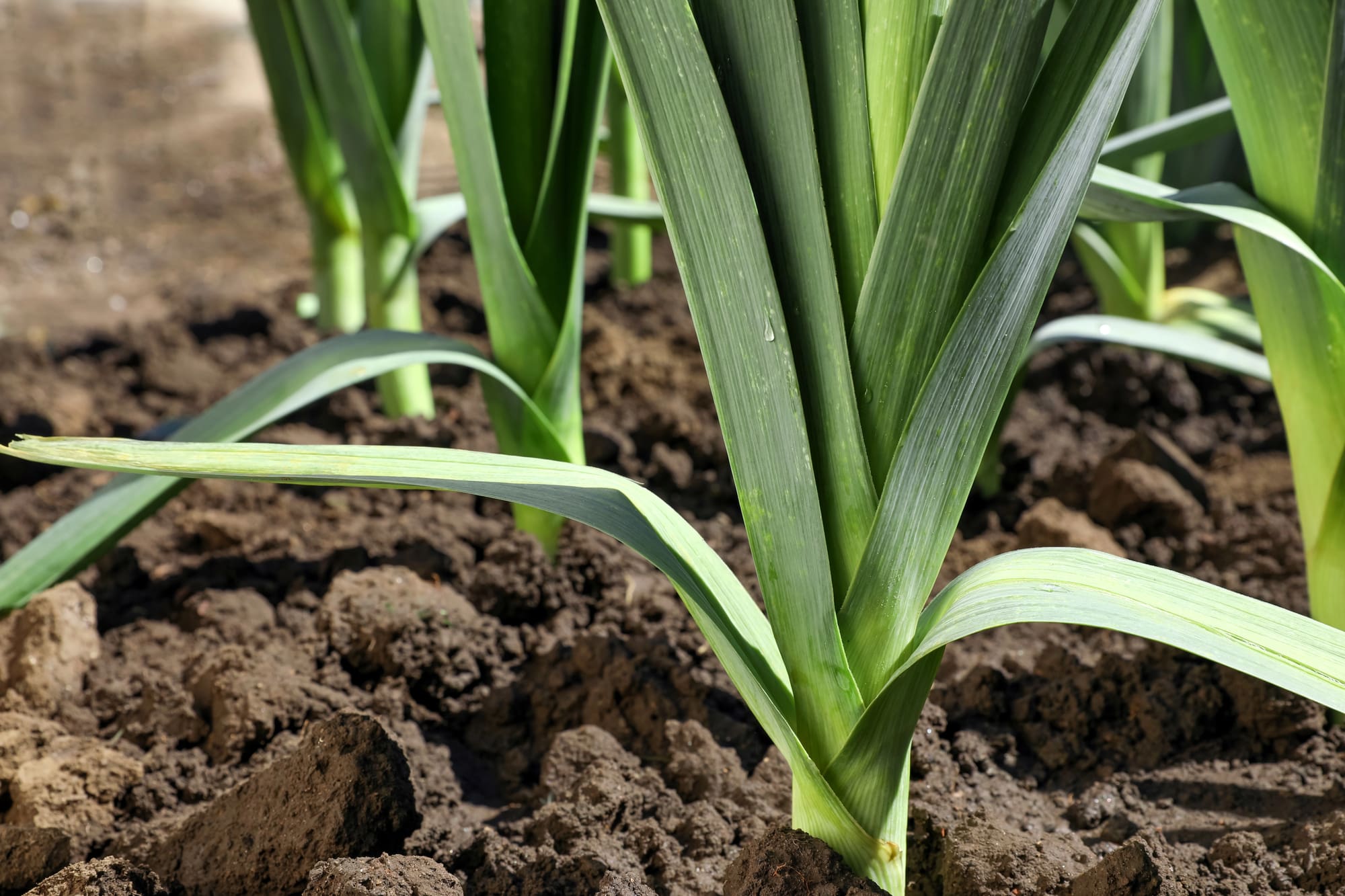 Leeks