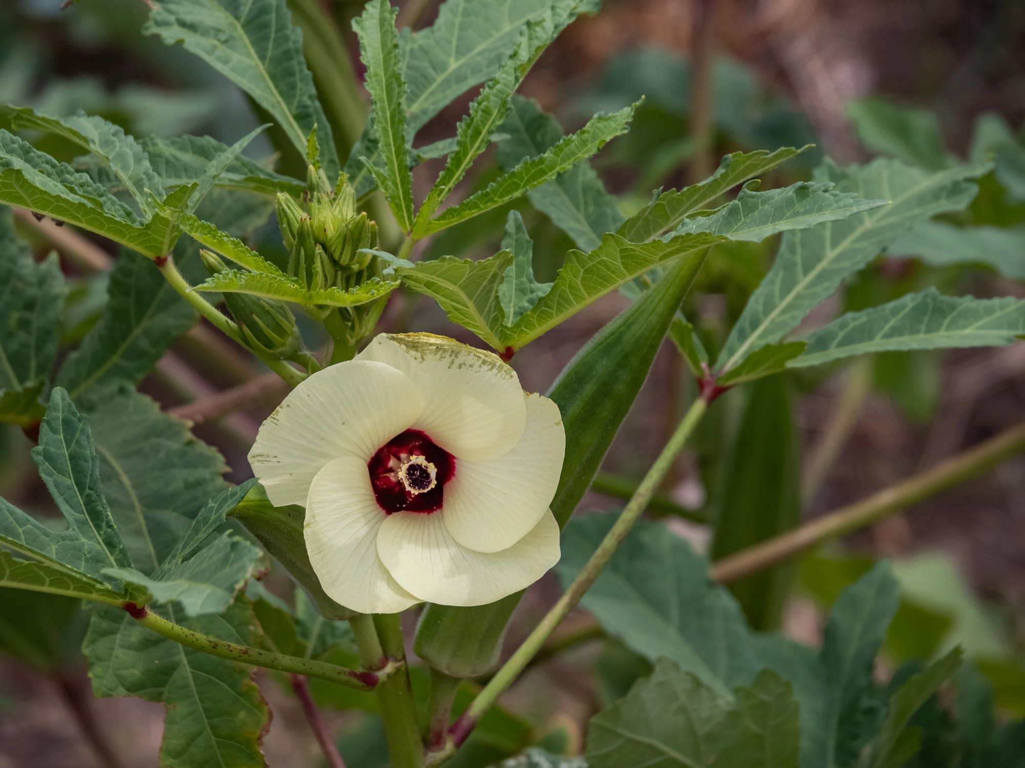 Okra