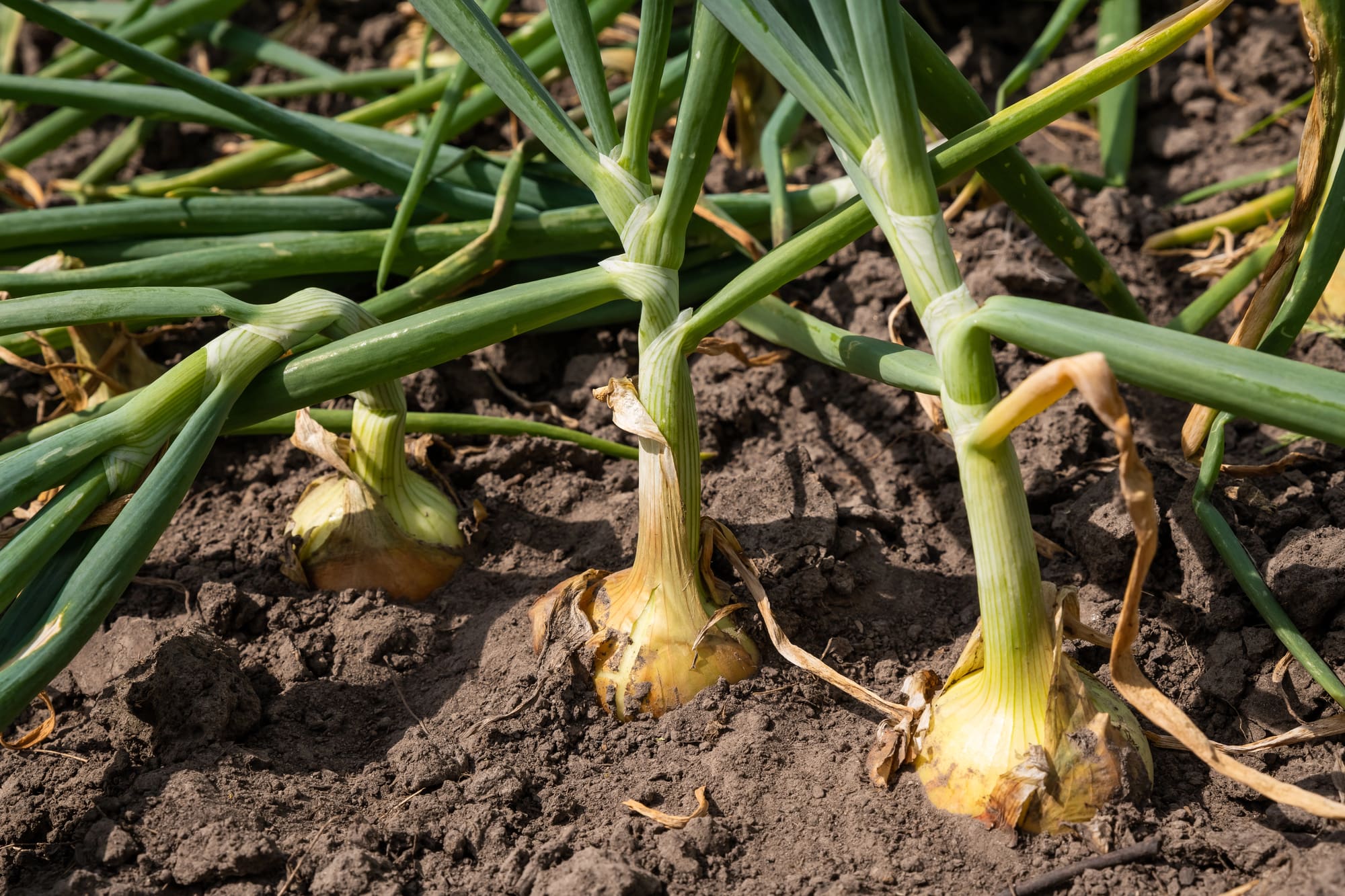 Onions