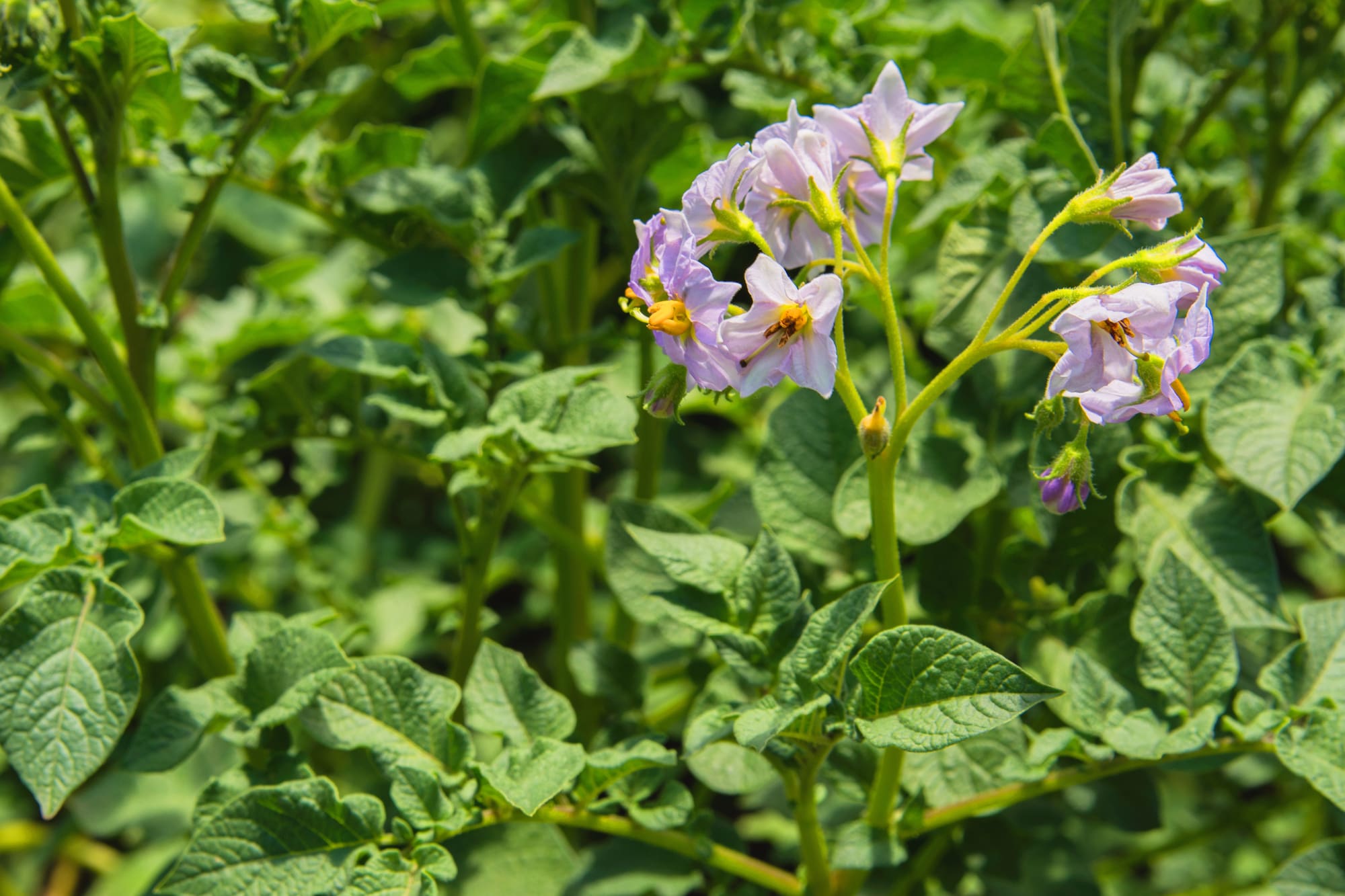 Potato Plant