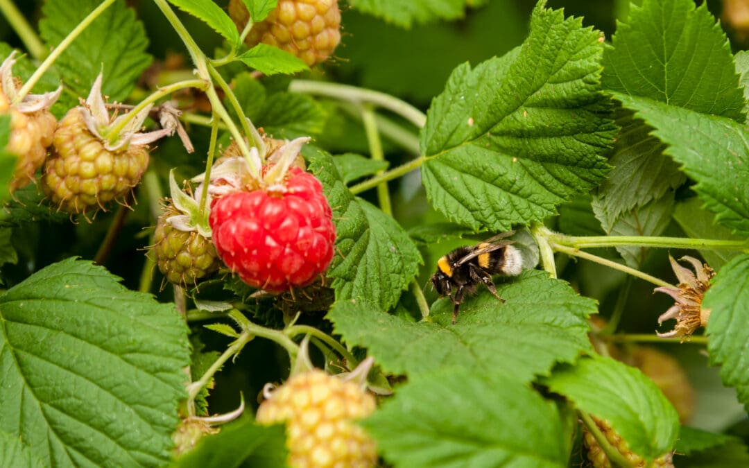 RASPBERRIES – The Summer Jewels