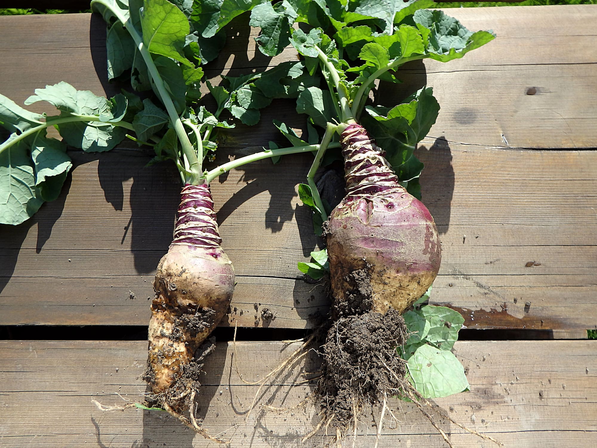 Rutabaga