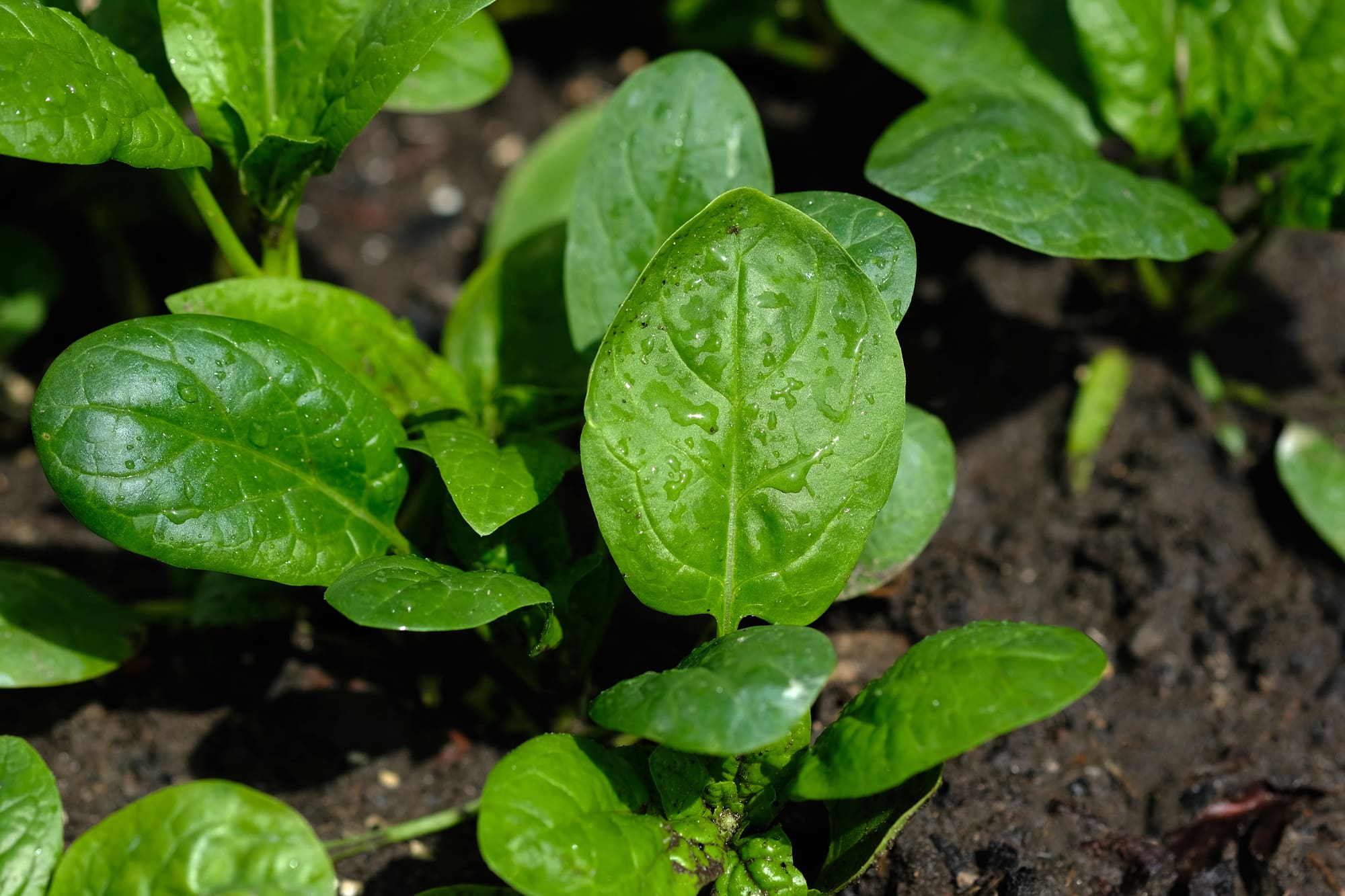 Spinach