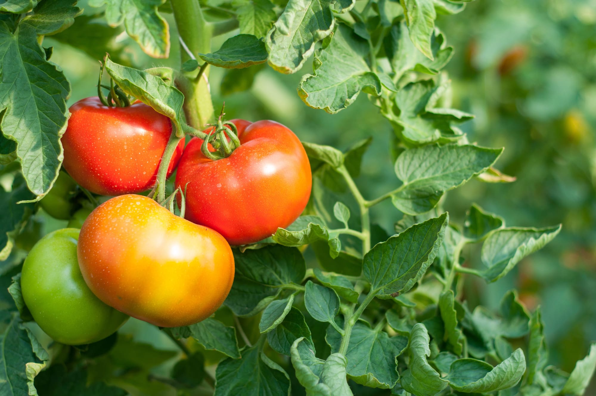 Tomato Plant