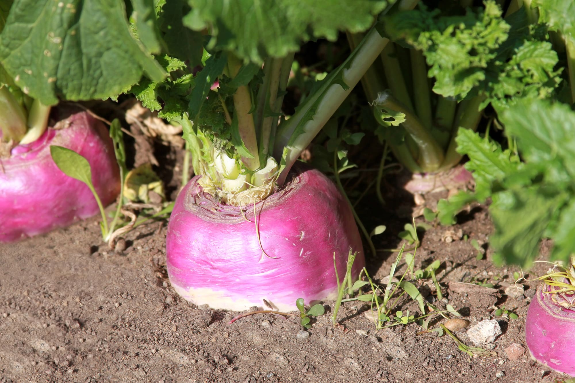 Turnip