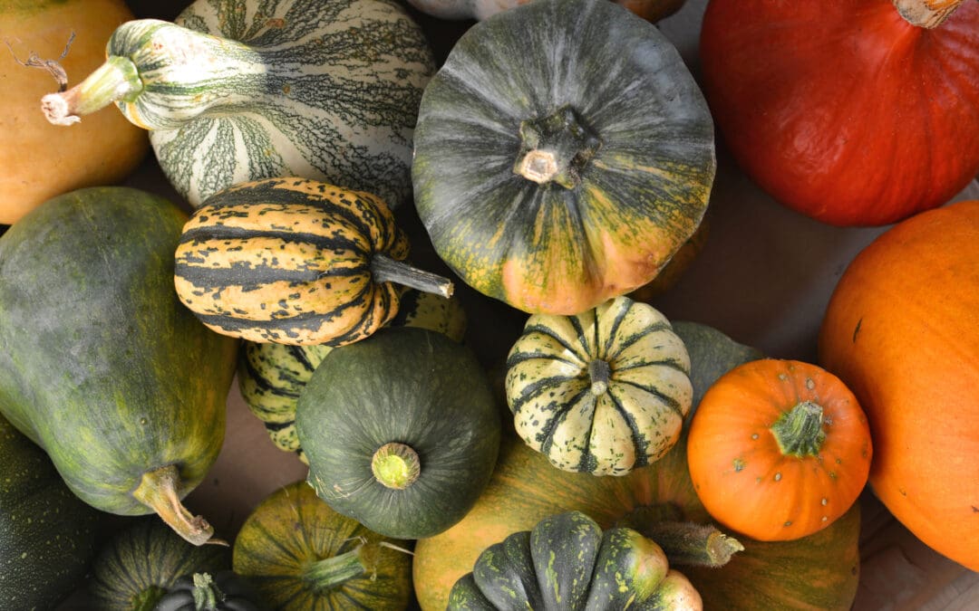 WINTER SQUASH – The Long-Season Reward